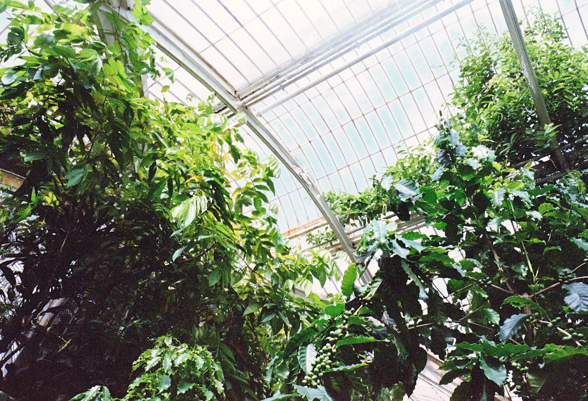 Take a plant home