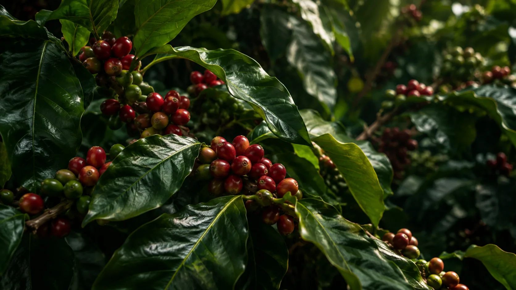 Coffee plants heavy with ripe red cherries